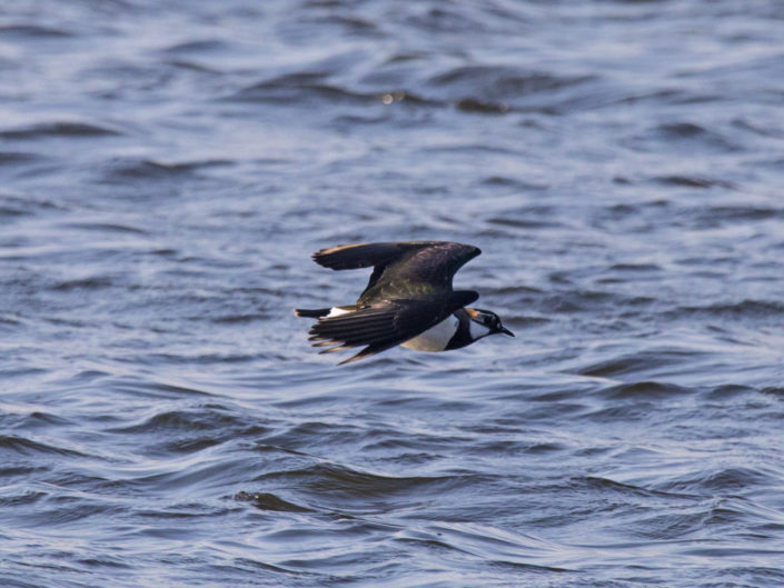 Northern lapwing flying