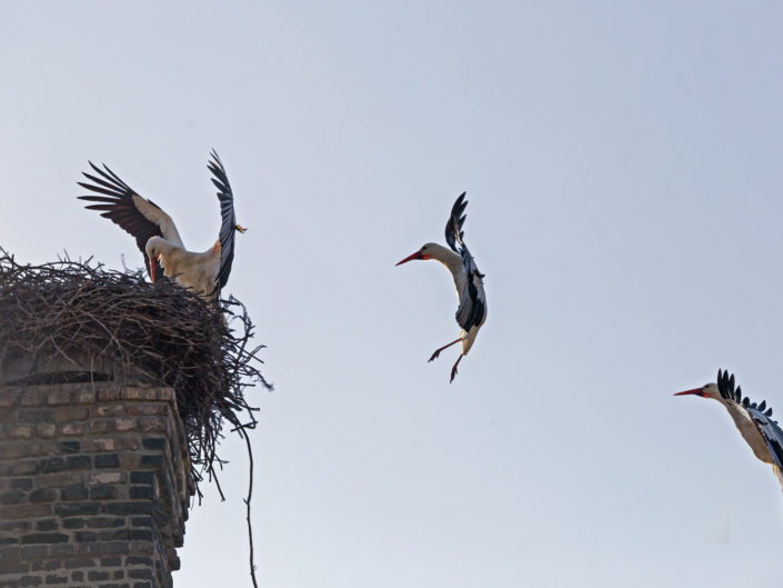 Landing white stork