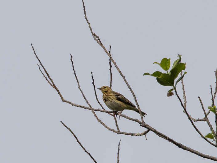 Tree pipit