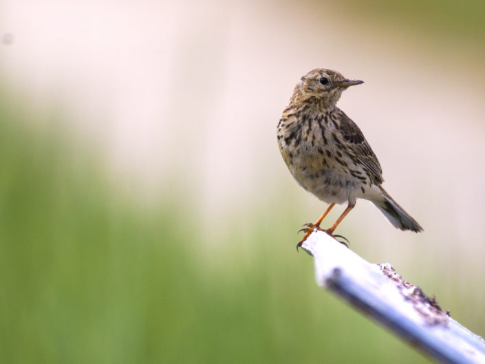 Meadow pipit