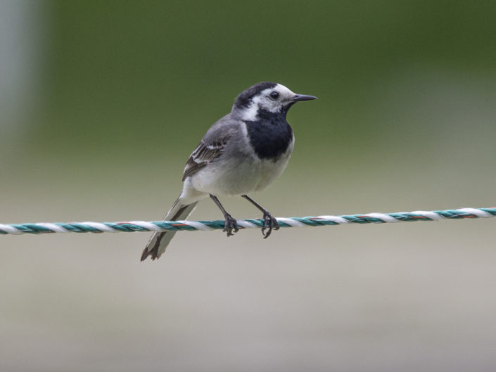 White wagtail