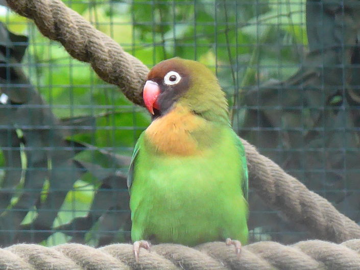 Black-cheeked lovebird