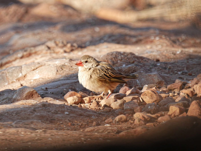 Red-billed quelea