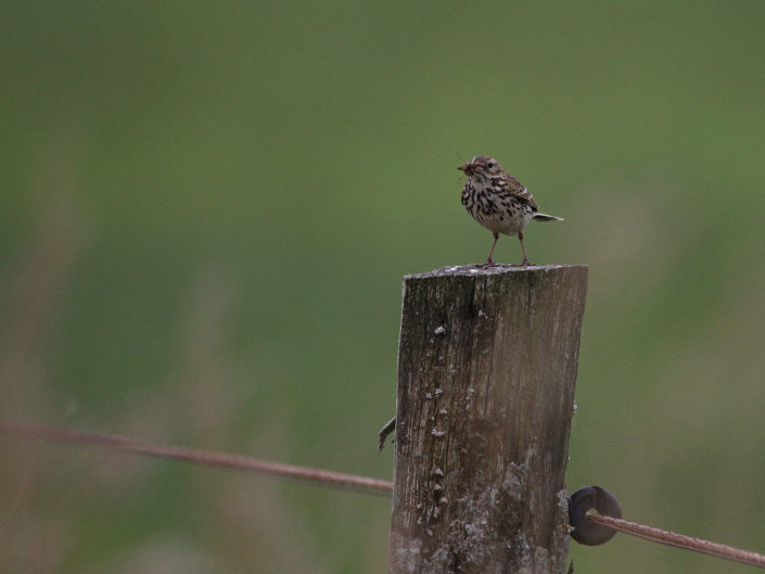 Meadow pipit