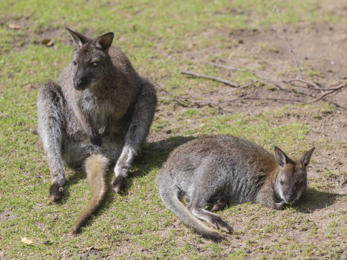 Red-necked wallaby