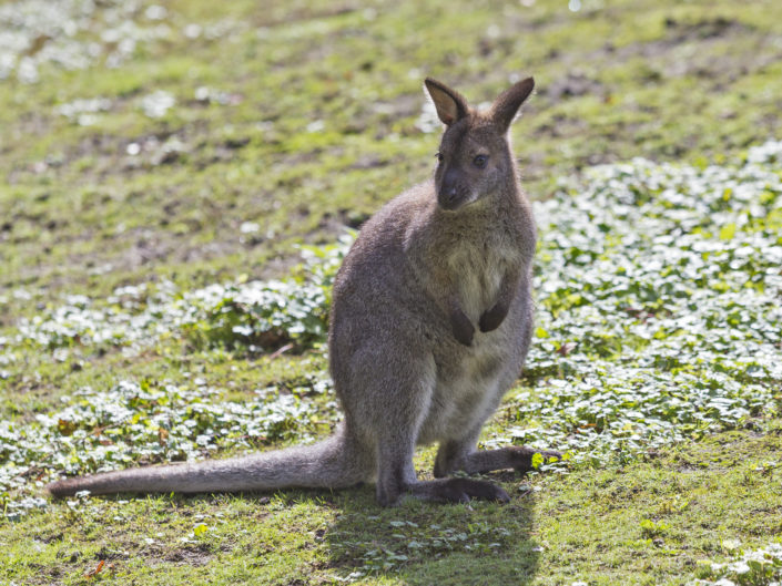 Red-necked wallaby