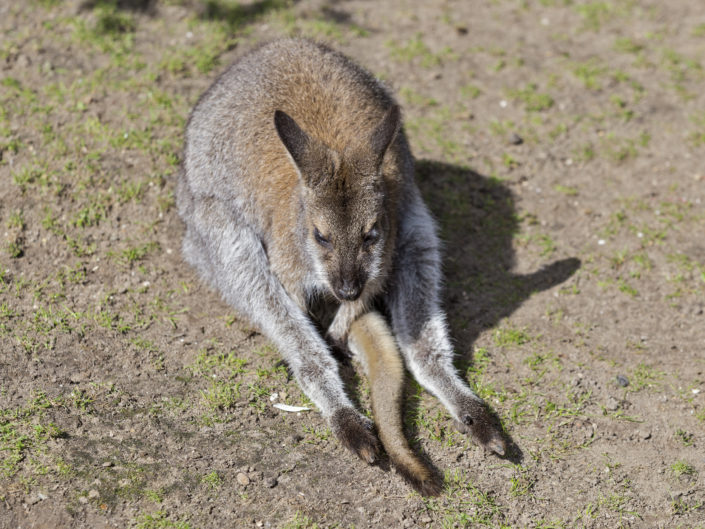 Red-necked wallaby