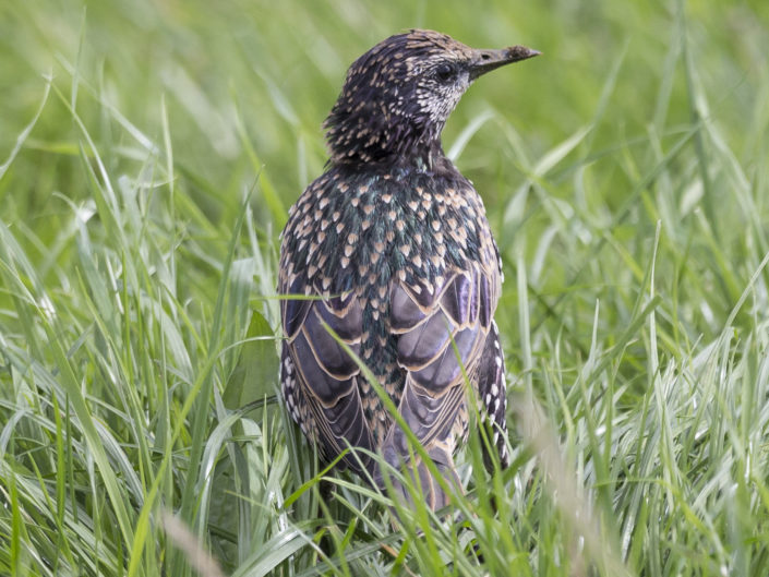 Common starling