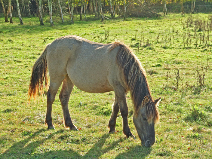 Konik