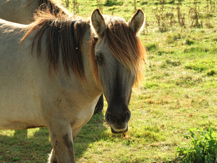 Konik