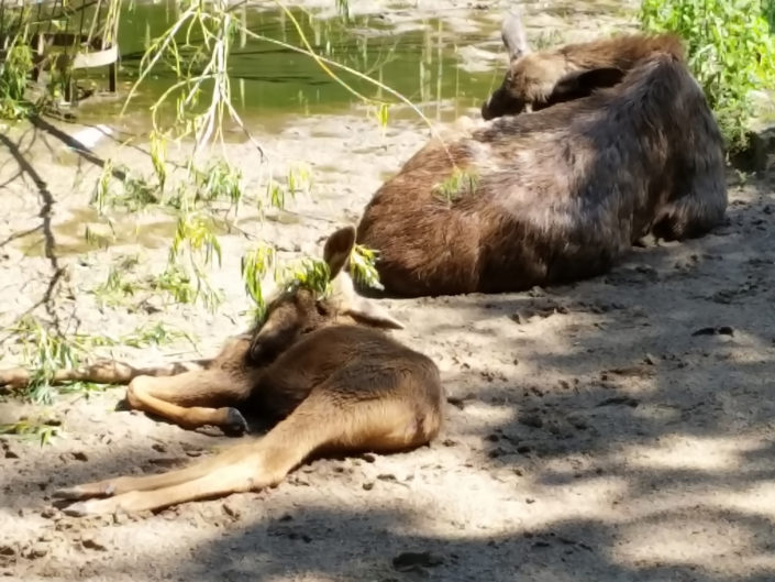 Moose