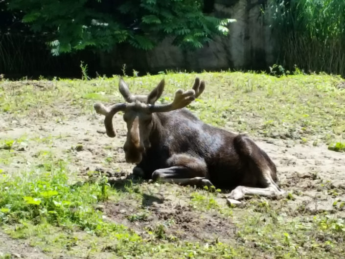 Moose