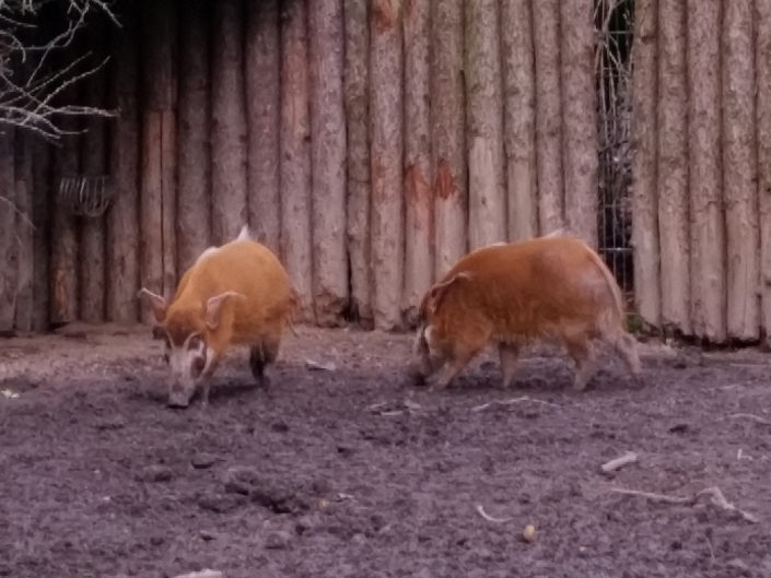 Red river hog