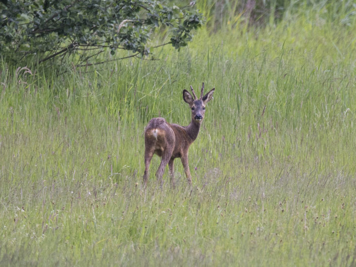Roe deer
