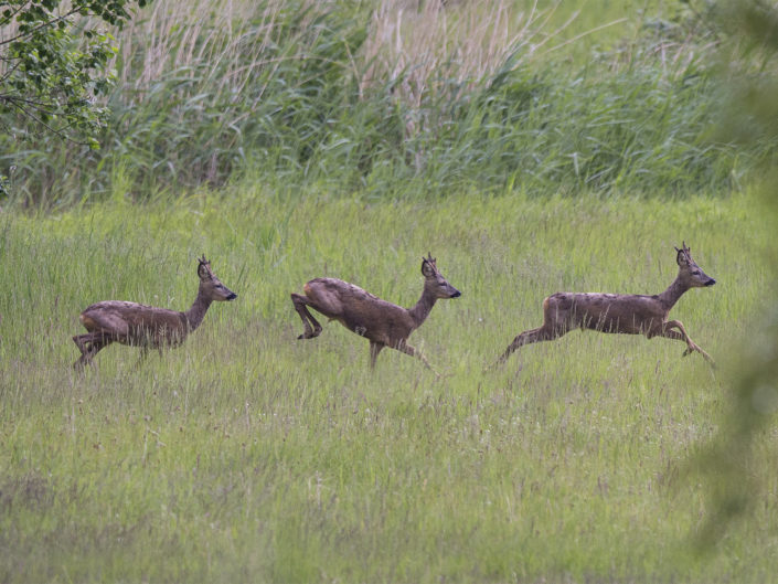 Roe deer