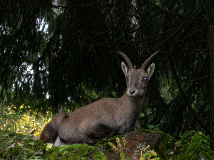 European mouflon