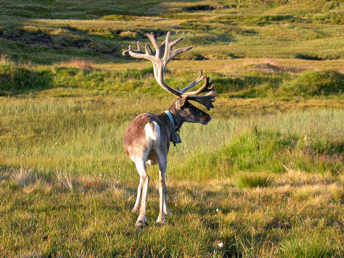 Reindeer