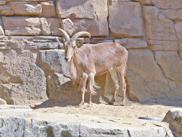 Barbary sheep