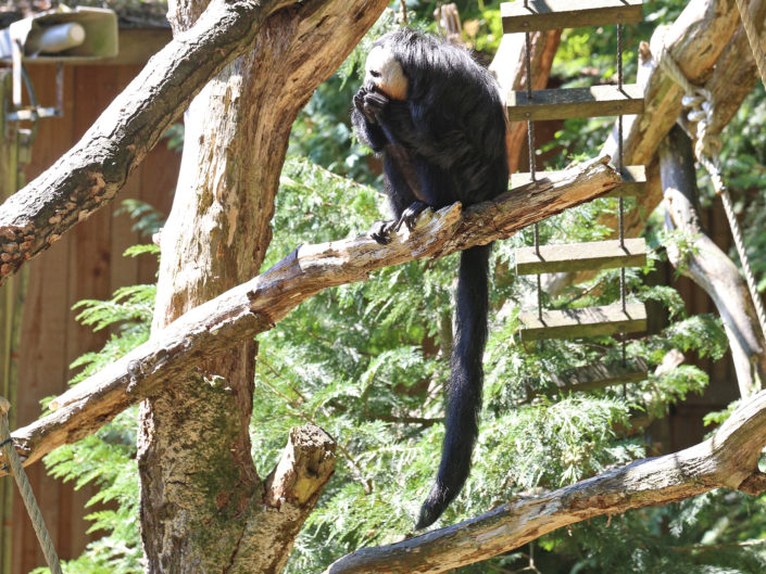 White-faced saki