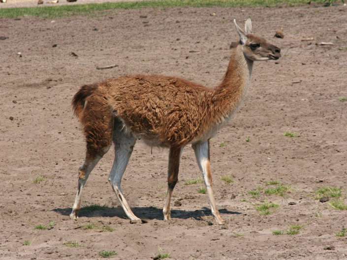 Guanaco