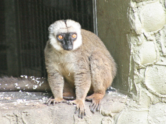 White-headed lemur