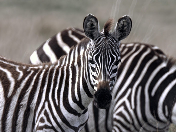 Grant's zebra