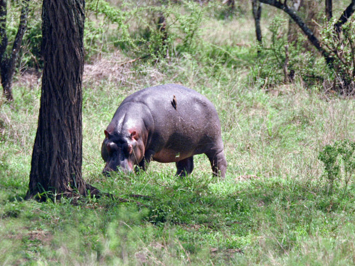 Hippopotamus