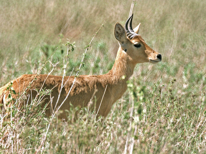 Bohor reedbuck