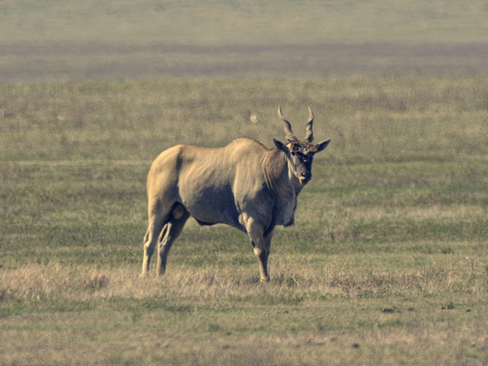 Common eland