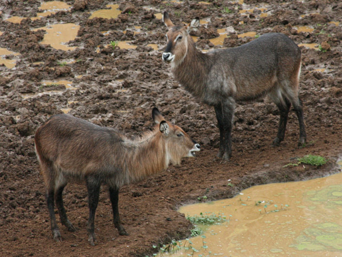 Defassa waterbuck