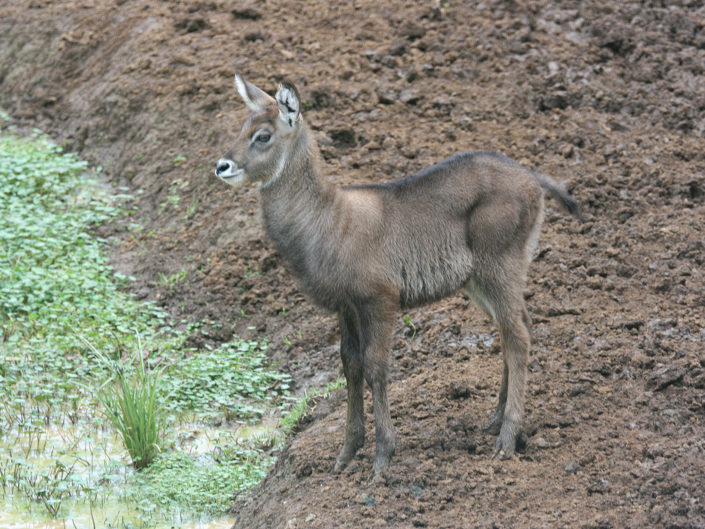 Young defassa waterbuck