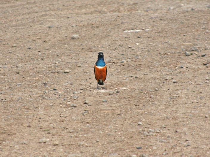 Superb starling