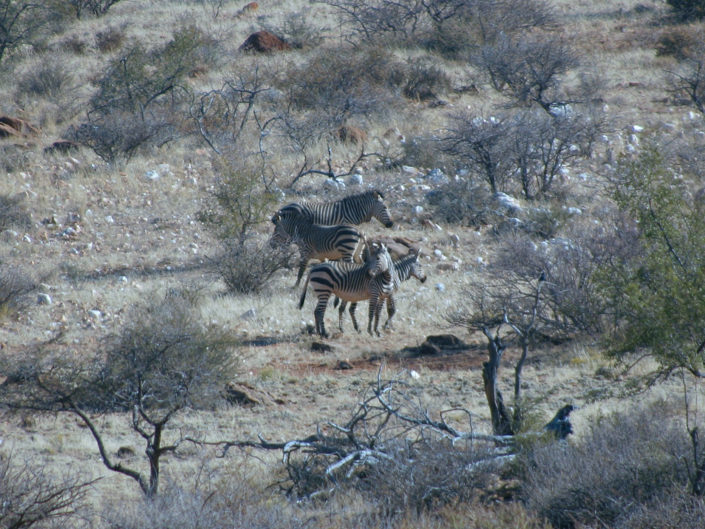 Hartmann's mountain zebra