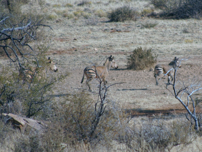 Hartmann's mountain zebra