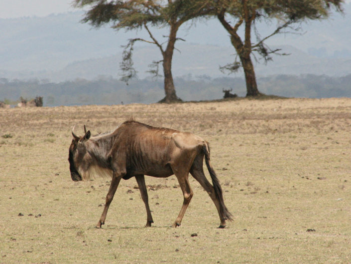 Western white-bearded wildebeest