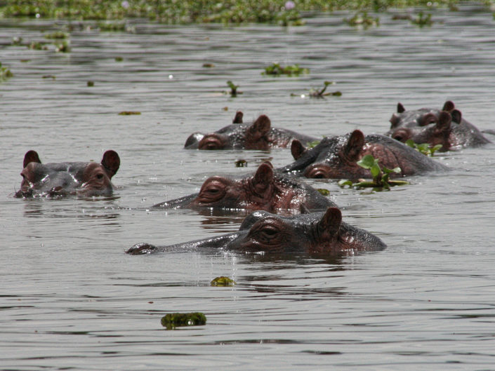 Hippopotamus