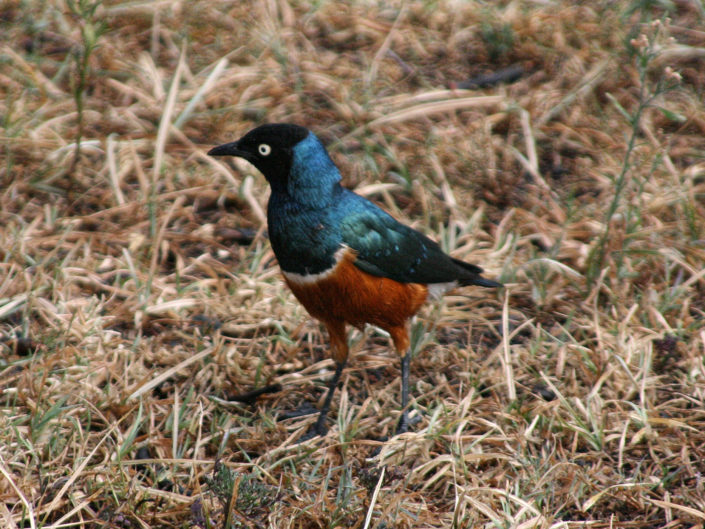 Superb starling