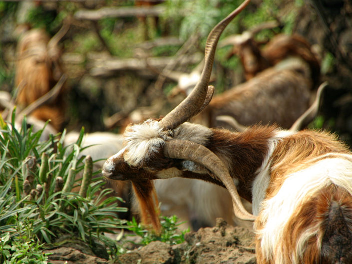 Palmera goat