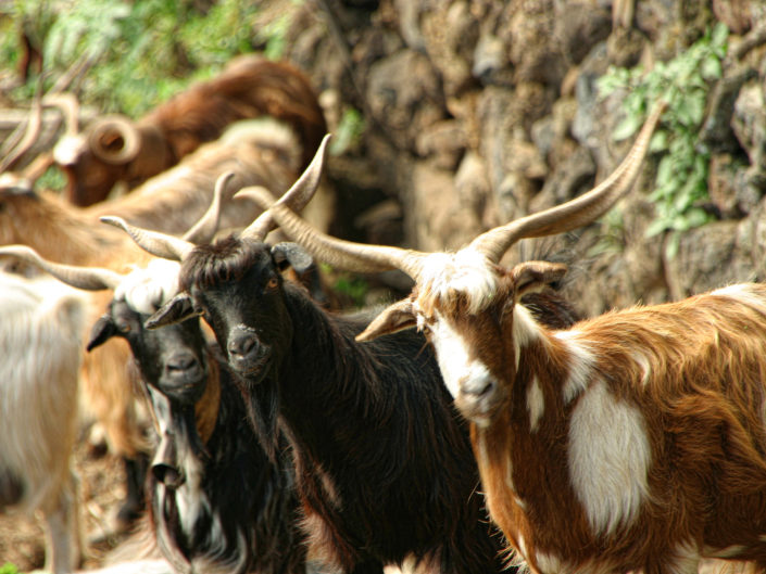 Palmera goat