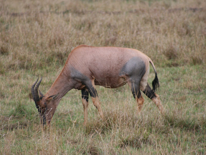 Topi