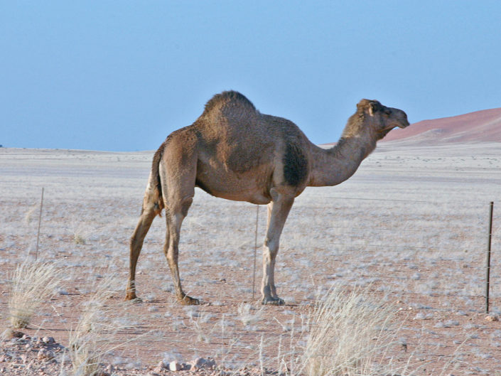 Dromedary