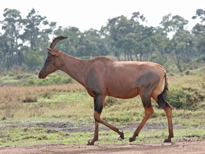 Topi