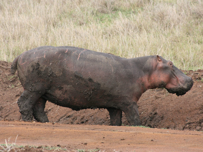 Hippopotamus