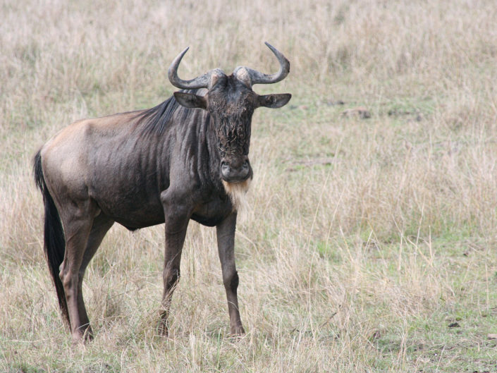 Western white-bearded wildebeest