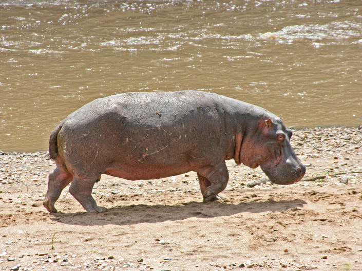 Hippopotamus