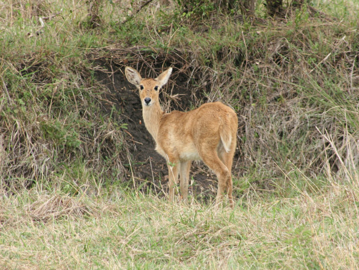 Bohor reedbuck