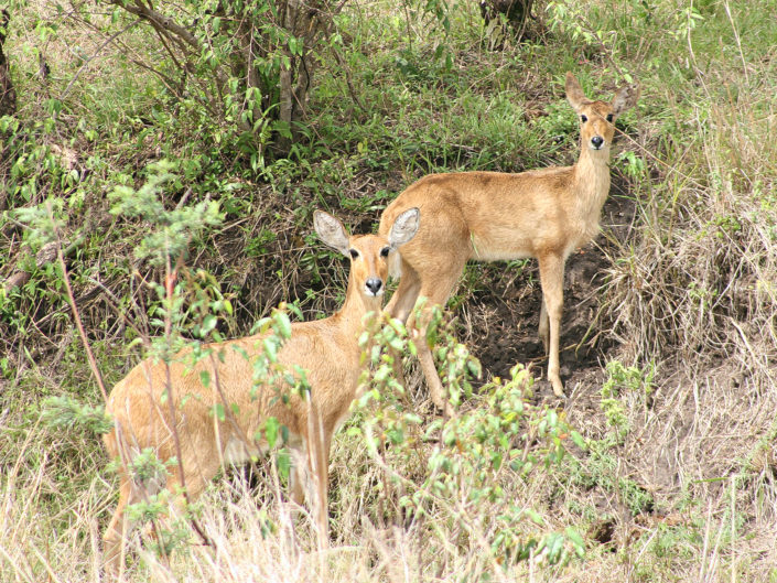 Bohor reedbuck