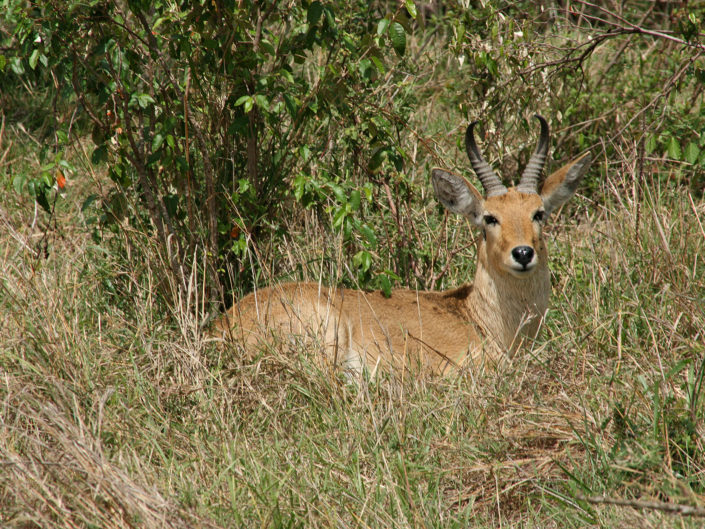 Bohor reedbuck