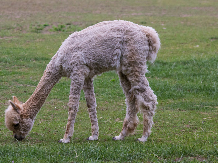 Alpaca