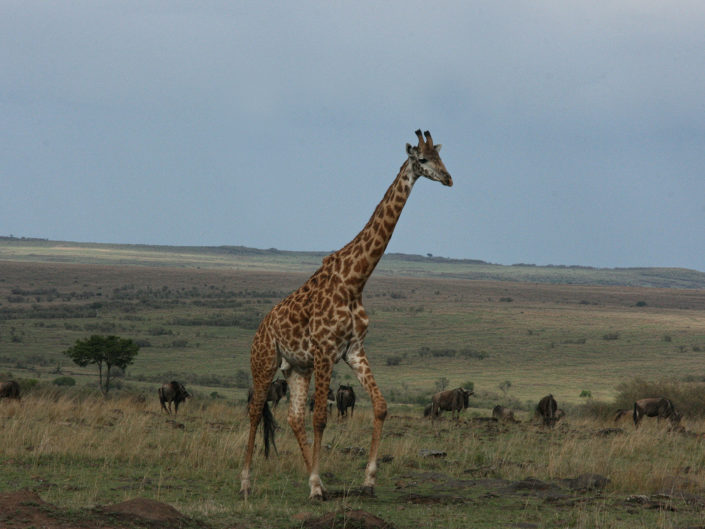 Masai giraffe